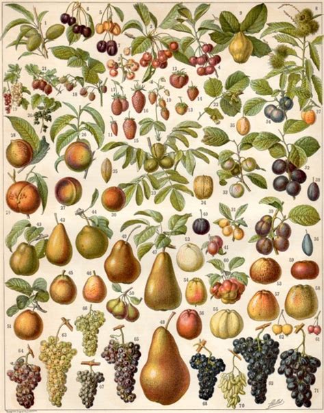 1897 Fruits Antique Print Vintage Lithograph Botanical