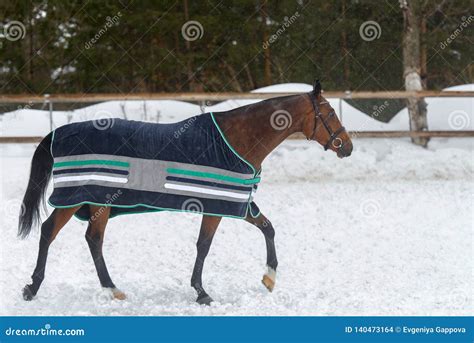 Domestic Bay Horse Walking In The Snow Paddock In Winter The Horse In