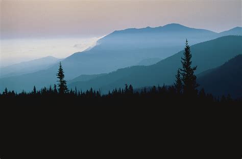 Silhouette Photo Of Tall Trees Near Foggy Mountain Hd Wallpaper