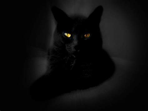 Free Download Black Cats Hd Wallpapers 1600x900 For Your Desktop