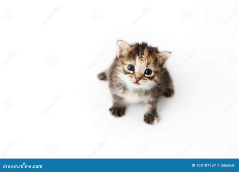 Little Kitten Isolated On White Background Tabby Cat Baby Sits With A