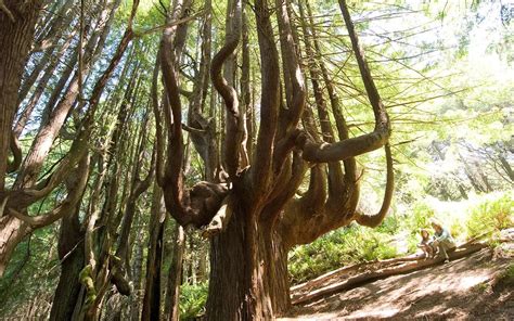 The Magical Candelabra Trees Of Northern Californias Lost Coast