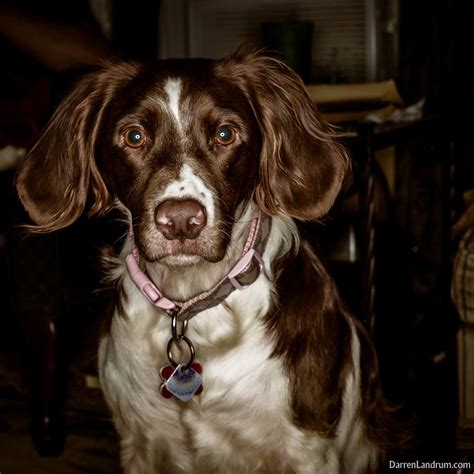 Nikki The Brittany Brittany Dog Cute Dogs Dogs