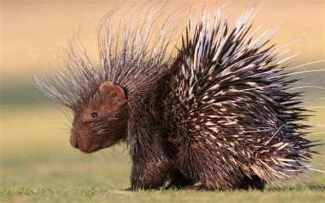 Porcupine Attack People
