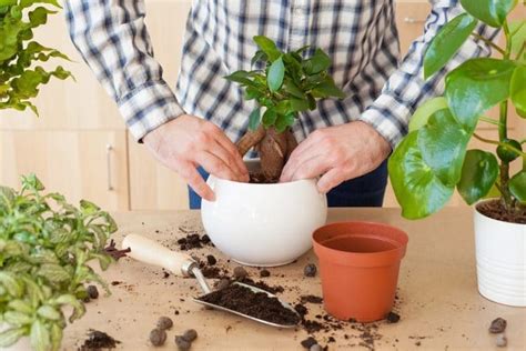 House Plants Care And Maintenance Gardens Nursery