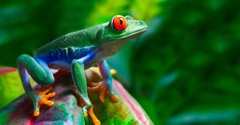 Colorful Frogs The 12 Prettiest Frogs In The World A Z Animals
