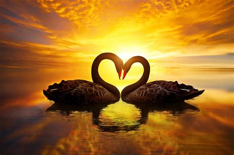 Swans Love Sunset Reflection Swan Couple Lake Fiery Bonito Sky