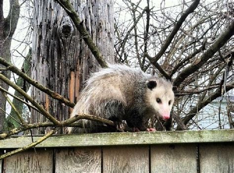Get Rid Of Opossums In Your House And Attic