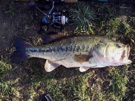 Largemouth