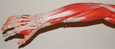 Cram.com makes it easy to get the grade you want! Muscles of the forearm and hand, posterior view | Rob Swatski | Flickr