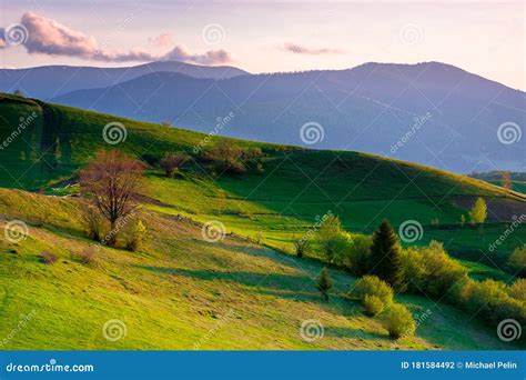 Beautiful Landscape Of Carpathians With Meadows Rolling Through