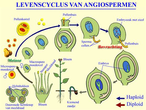 Life Cycle Angiosperms