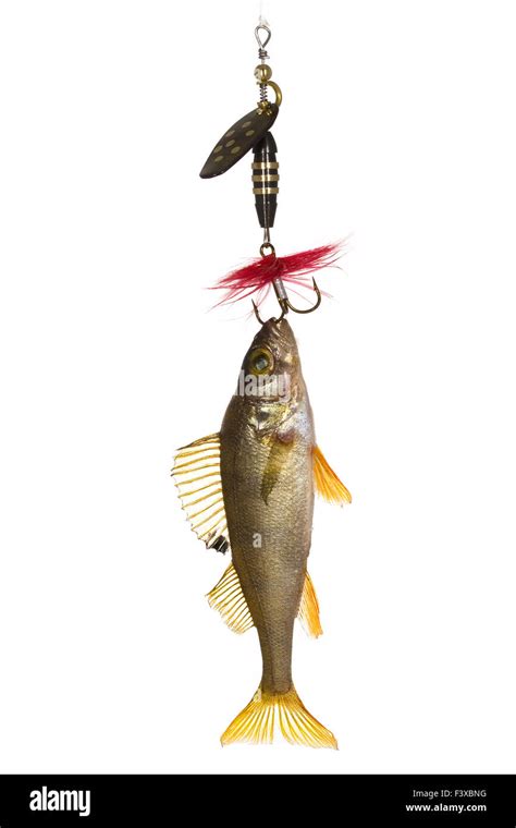 Fish On The Hook Stock Photo Alamy