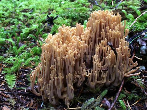 Coral Fan Mushroom Stock Photo Image Of Fungus Mushroom 25163834