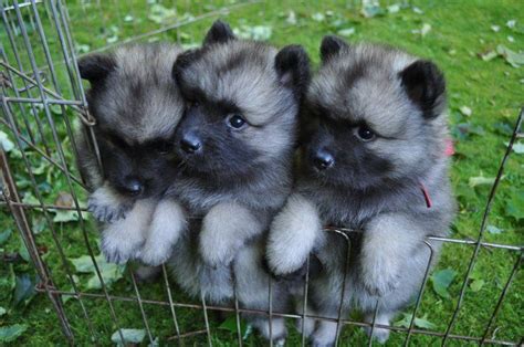 Keeshond Puppies I Helped Give Birth To At 5 Weeks Old Keeshond Dog