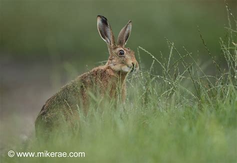 Brown Hare Eating Grass Rainy Evening July Suffolk Lepus Europaeus