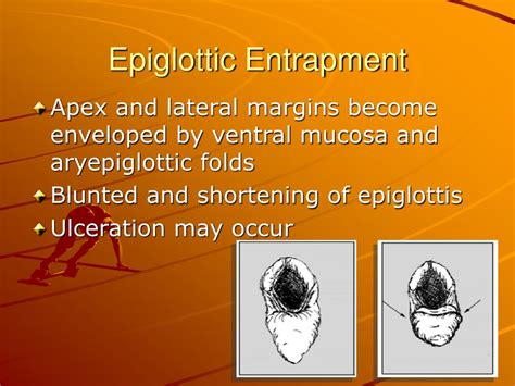 Ppt Epiglottic Entrapment In Horses Powerpoint Presentation Free