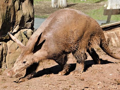 Aardvark Blackpool Zoo