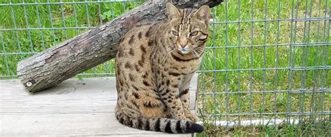#cats #catnames #unique, #tabby #funny. So, is it possible, do you think MY cat is a Bengal cat?