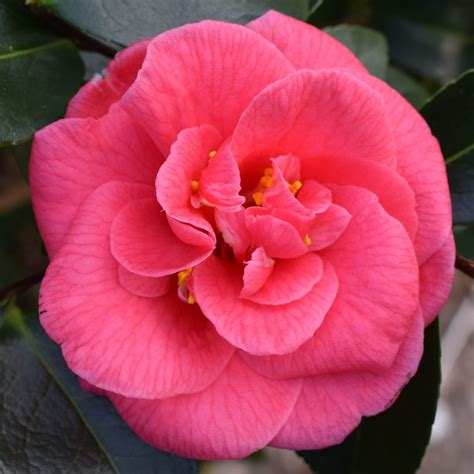 Camellia Japonica Splendens Carlyon Camellias Millais Nurseries