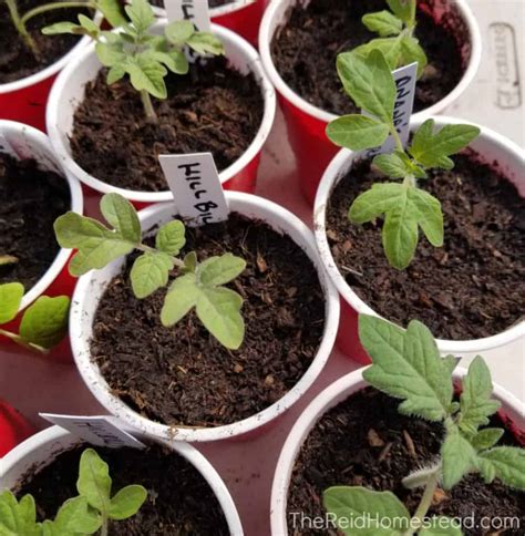 How To Transplant Tomato Seedlings