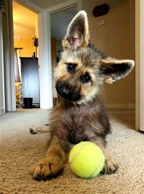 Meet Ranger The Tiny German Shepherd With Dwarfism That Will Look Like