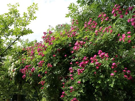 Ramblerrose Perennial Blue Schönste Rosen And Expertenwissen