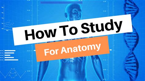 How To Study For Anatomy Like A Pro Step By Step Themdjourney