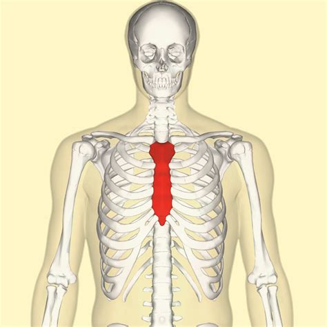 Sternum Popping Everything You Need To Know Youmemindbody