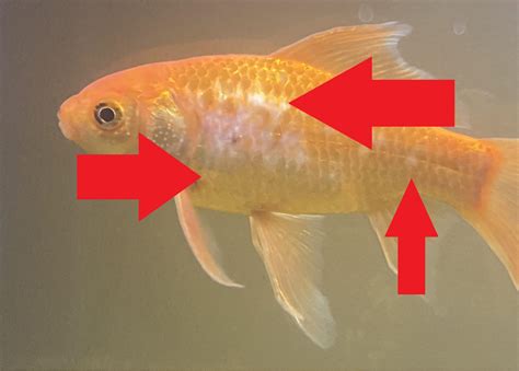 Do Goldfish Regrow Scales Aquarium Fish Mag