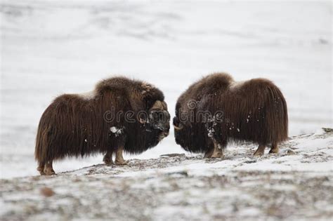 Fighting Musk Ox Pair In Norge Stock Photo Image Of Bull Face 29741850