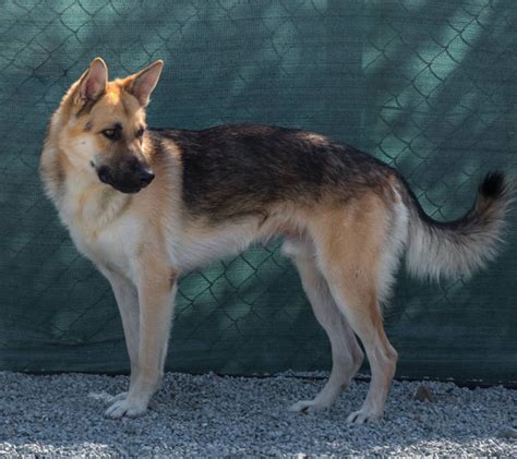 According to the fci, the breed's english language name is german shepherd dog. URGENT! German Shepherd Dog Lad in Kennels Cyprus @ GERMAN ...