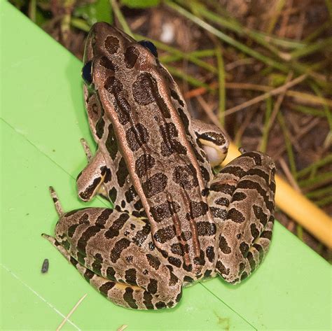 Maryland Biodiversity Project Pickerel Frog Lithobates Palustris