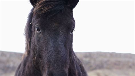 See who is a fan of buckshot. Close up shot of Icelandic horses head shot. Standing with swaying horse's mane in the windy and ...