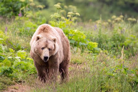 Free Picture Big Kodiak Brown Bear Omnivore Walking Nature