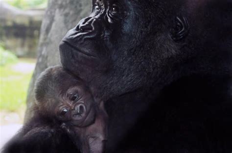 Baby Gorilla Born At The North Carolina Zoo In Asheboro
