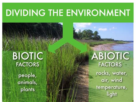 The Difference Between Biotic And Abiotic Factors Lee S Ferny Creek