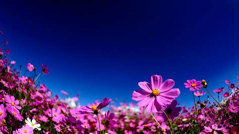 🔥 Download Nature Flowers Cosmos Flower Skies Wallpaper By Knguyen44
