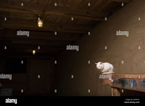 A White Farm Cat Stock Photo Alamy