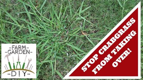 How To Stop And Prevent Crabgrass Youtube