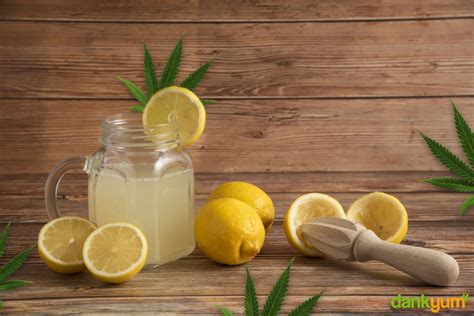 How To Make Cannabis Infused Lemonade Potent And Easy Recipe