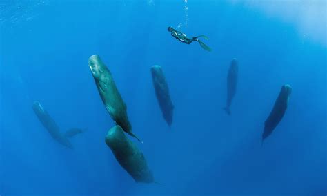 Franco Banfi Captures Sperm Whales Sleeping Vertically