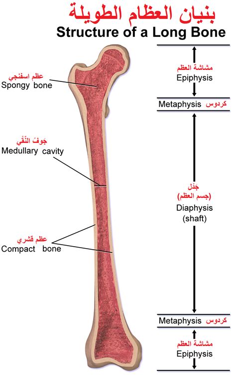 The structure of a long bone allows for the best the diagram of a long bone could become your choice when making about bone. مشاشة - Wikiwand