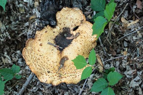 Polyporus Squamosus Western Pennsylvania Mushroom Club