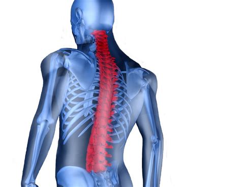 Omics Publishing Group Types Of Spine