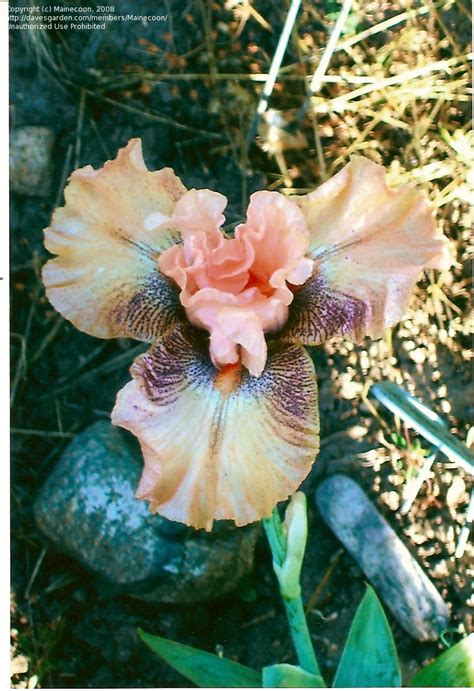 Plantfiles Pictures Tall Bearded Iris Cheating Heart Iris By Margiempv