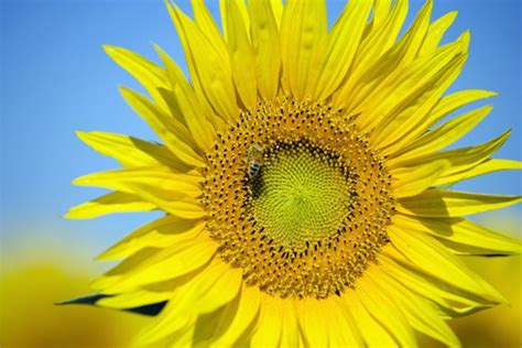 A typical (perfect) flower is complete. How many petals does a sunflower have ...