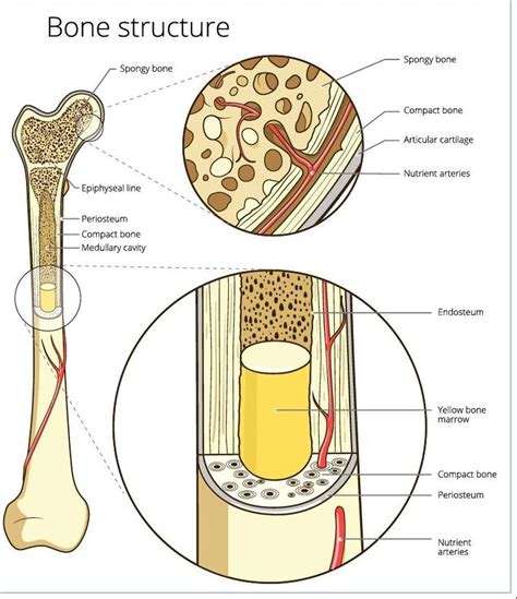Compact Bone Diagram Easy Structure Of Compact Bone Download