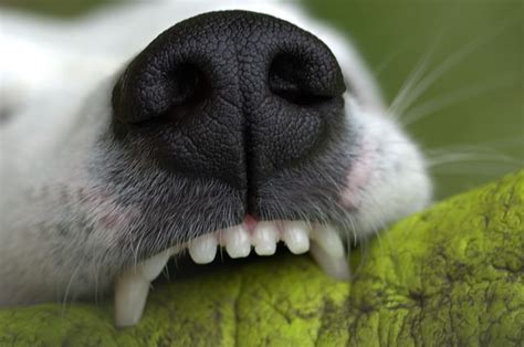 To ensure that your dog has good dental health, keep your dog's teeth and gums clean by regularly brushing your dog's teeth. 10 Ways To Clean Your Dog's Teeth Without Making Them Hate ...
