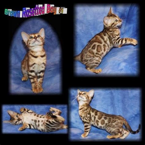 He is stunning and has the best personality. Bengal Kittens For Adoption In Ohio